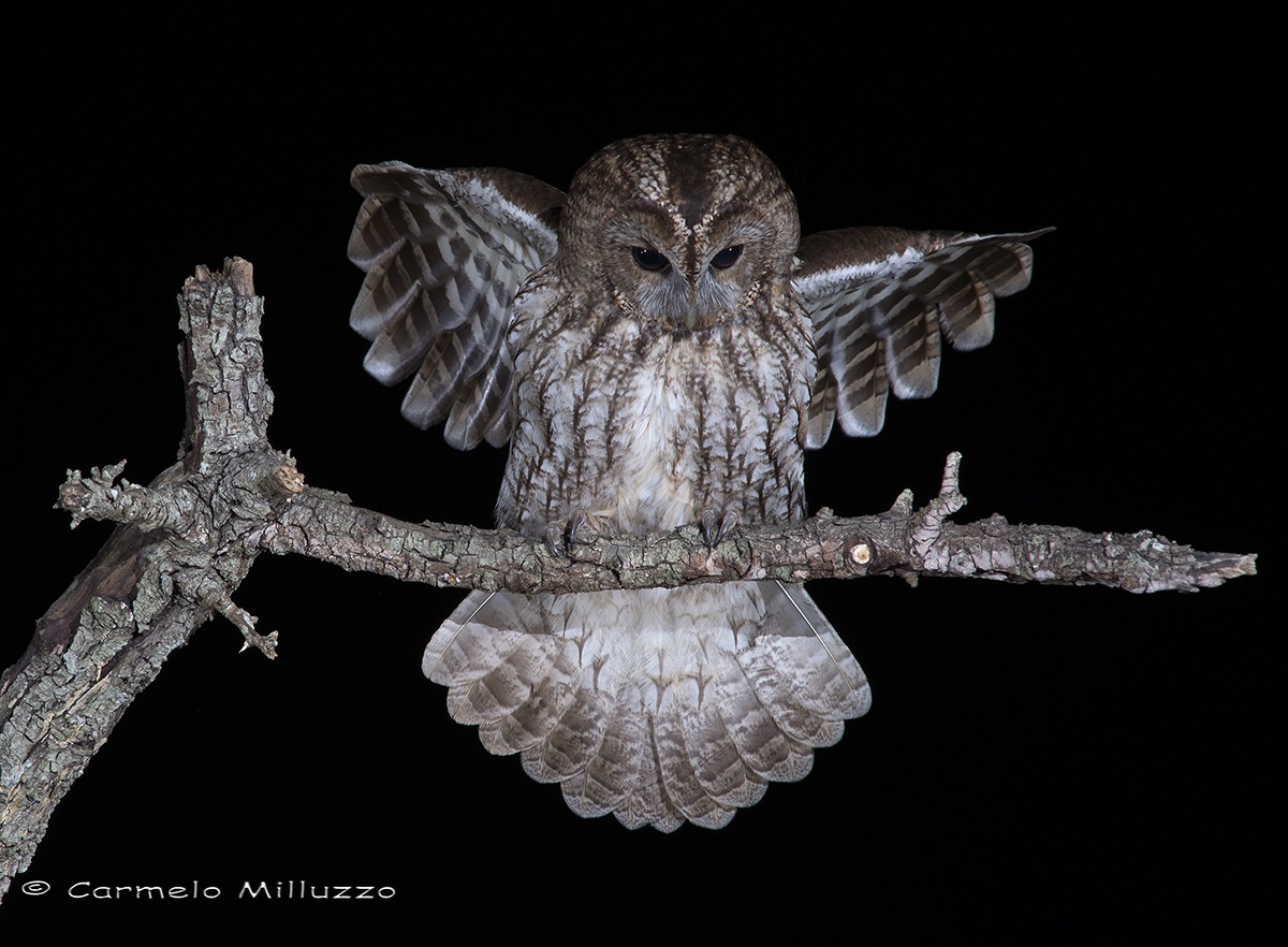 Femmina di Allocco _Tawny Owl_