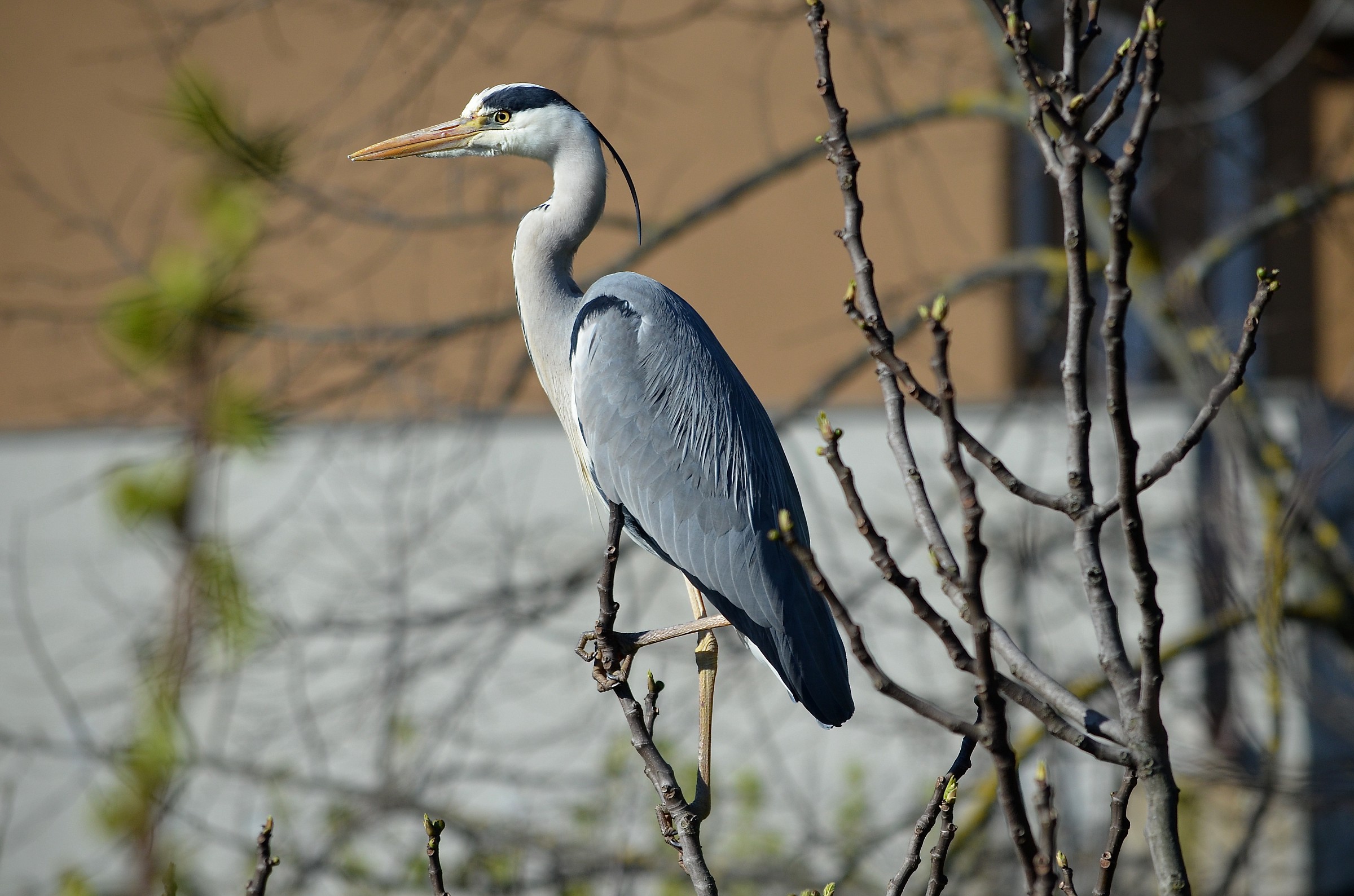 Heron at my house