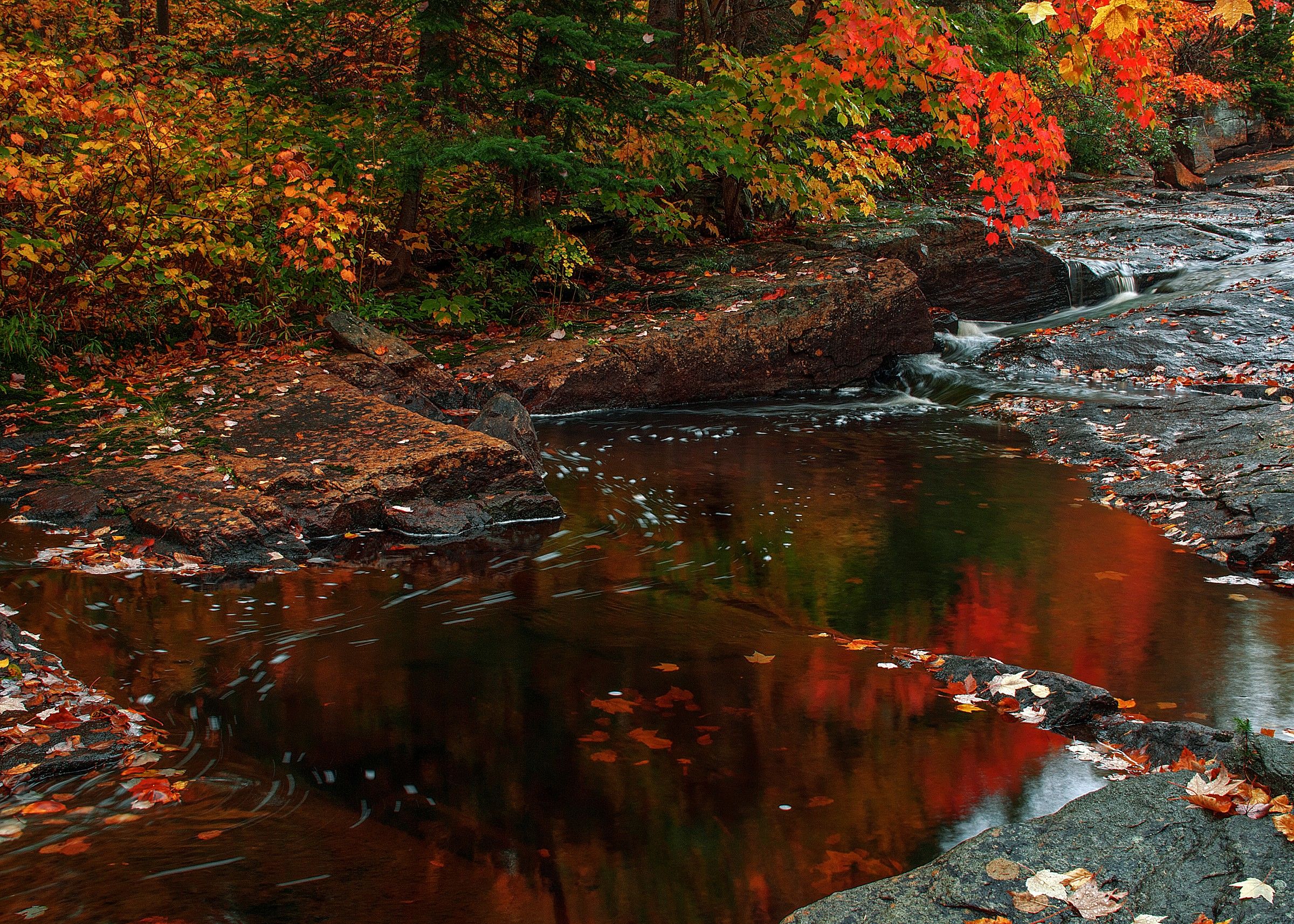 il colore degli aceri, Canada