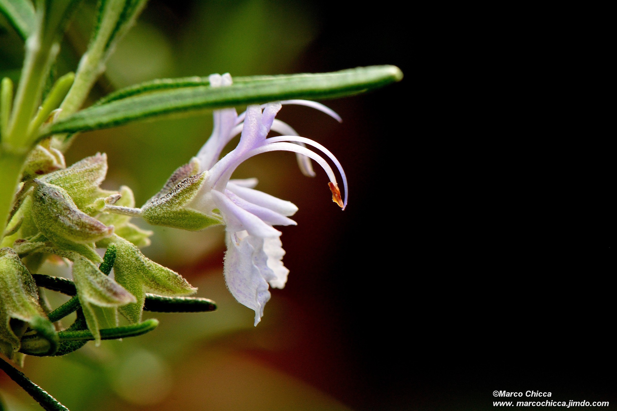 Rosemary Flowers