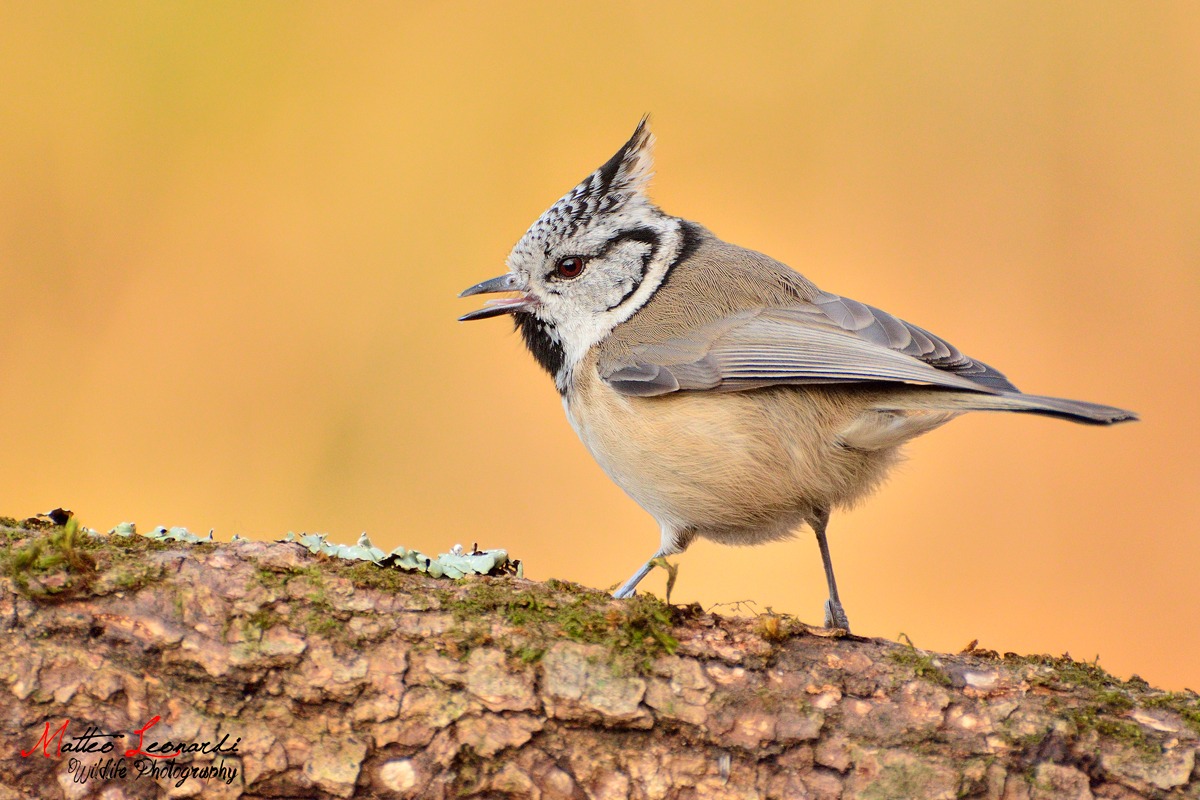 Cincia dal Ciuffo - Alpi Apuane