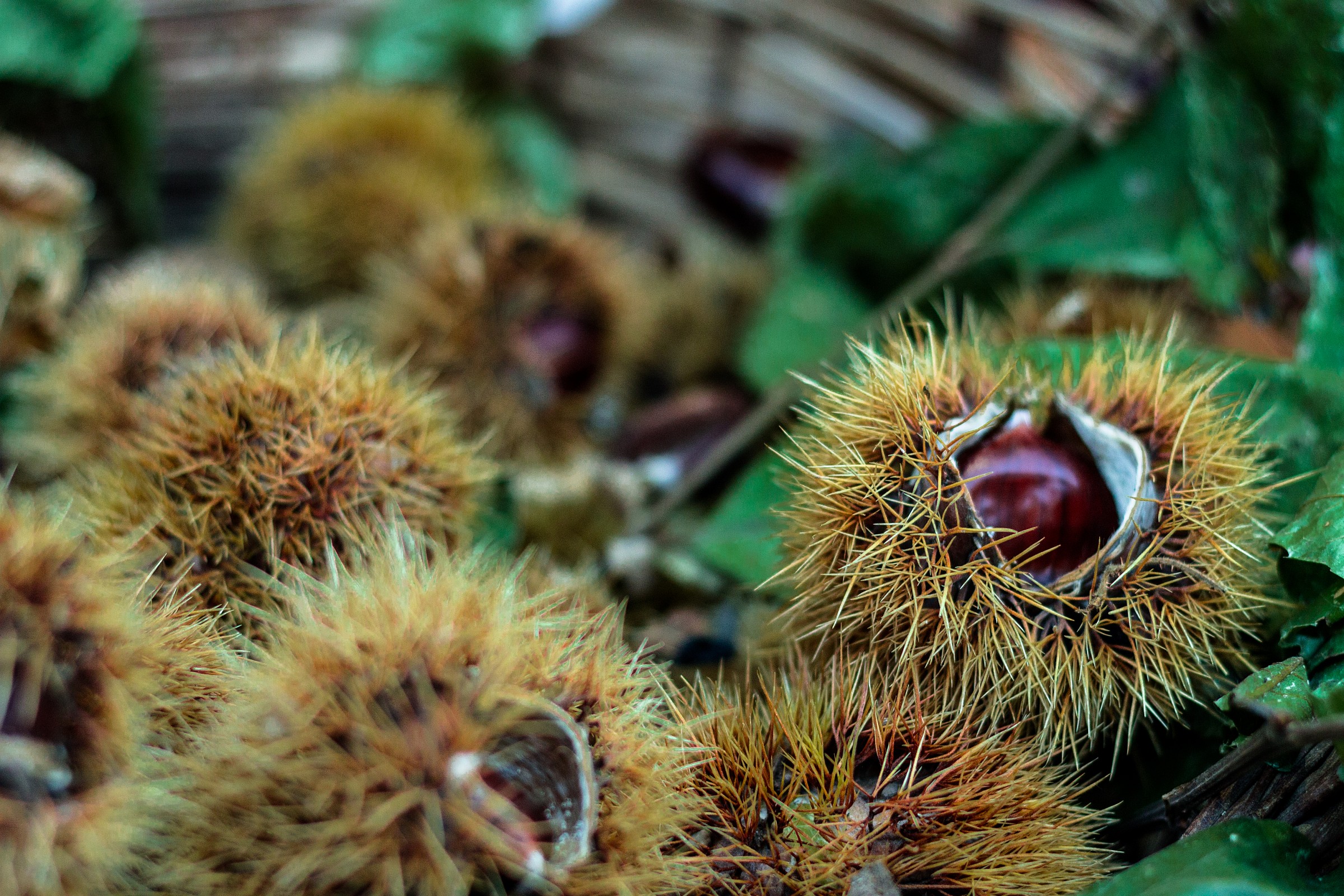 A fruit prudently protected