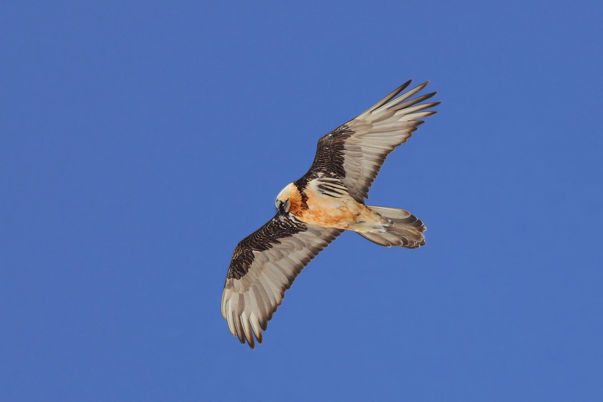 bearded vulture