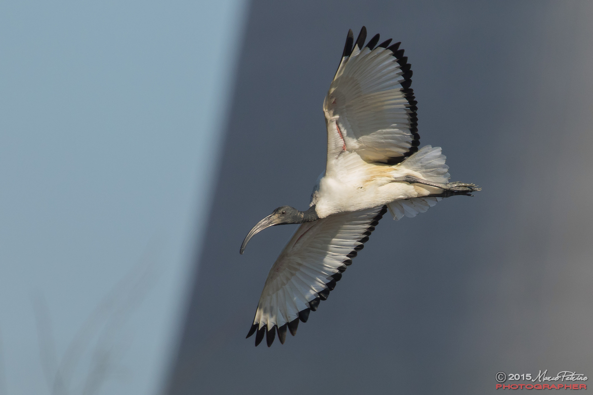 Sacred Ibis (Threskiornis aethiopicus)
