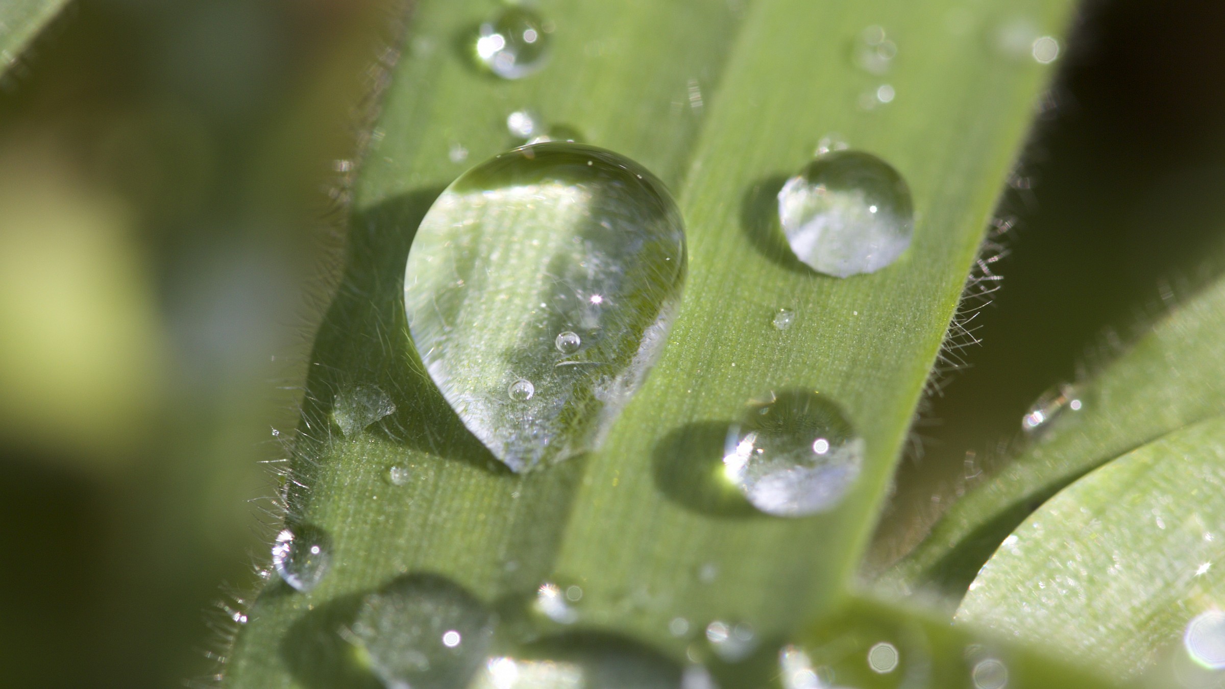 Dew drops