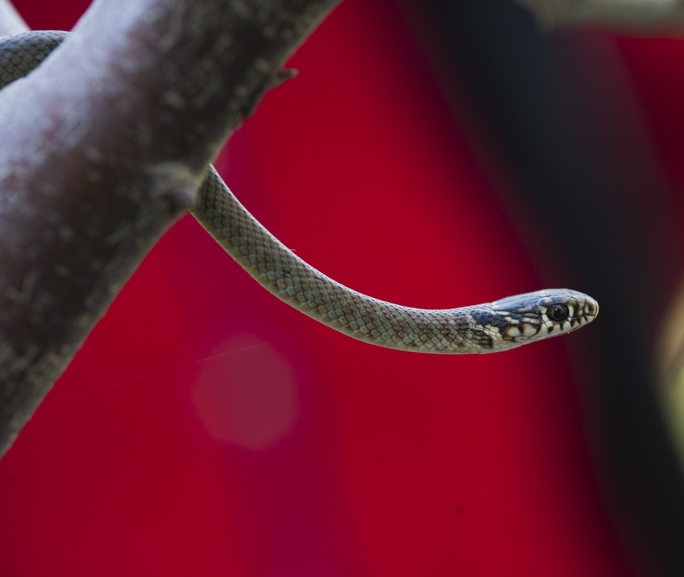 Snake in red