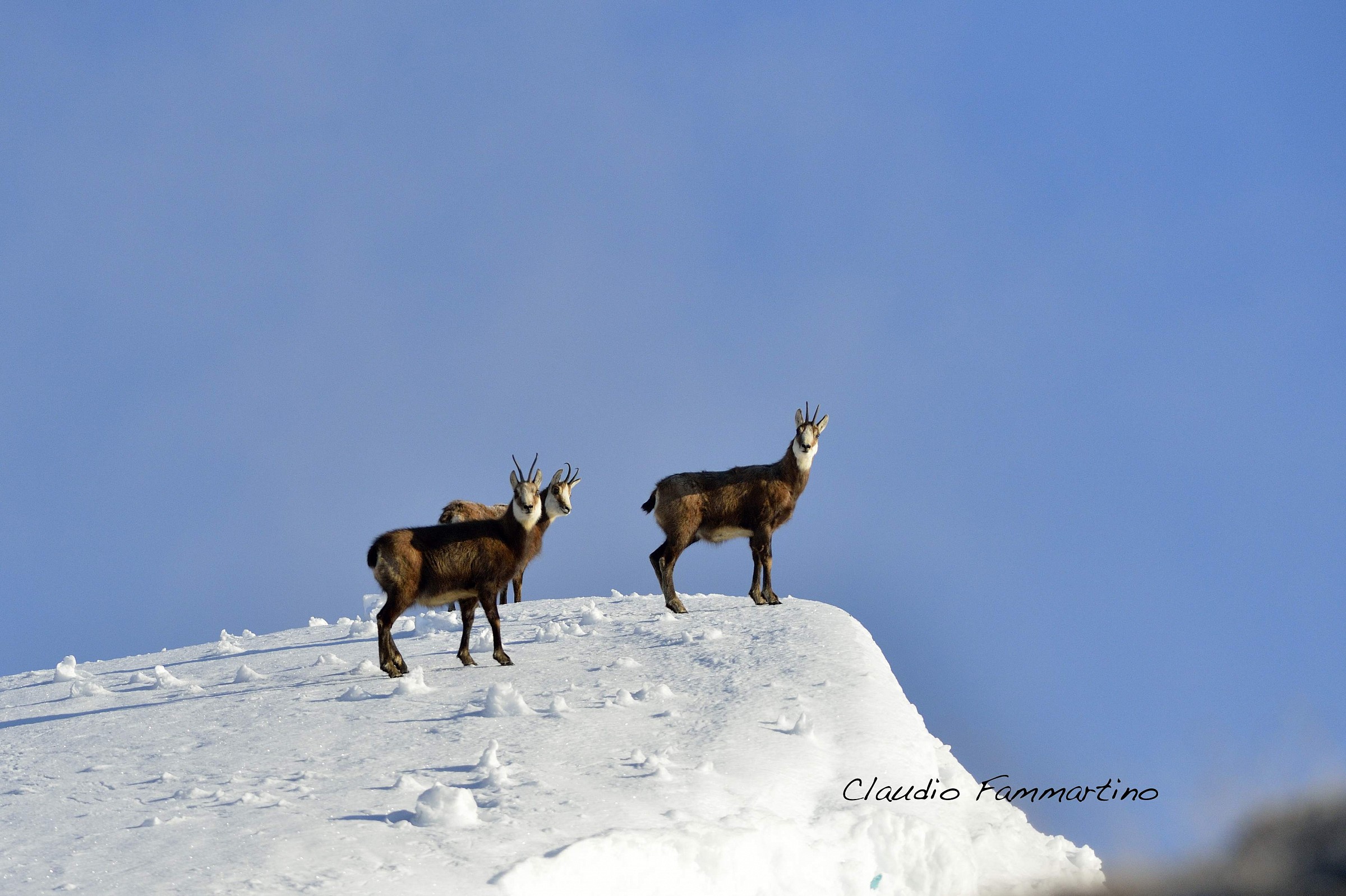 chamois
