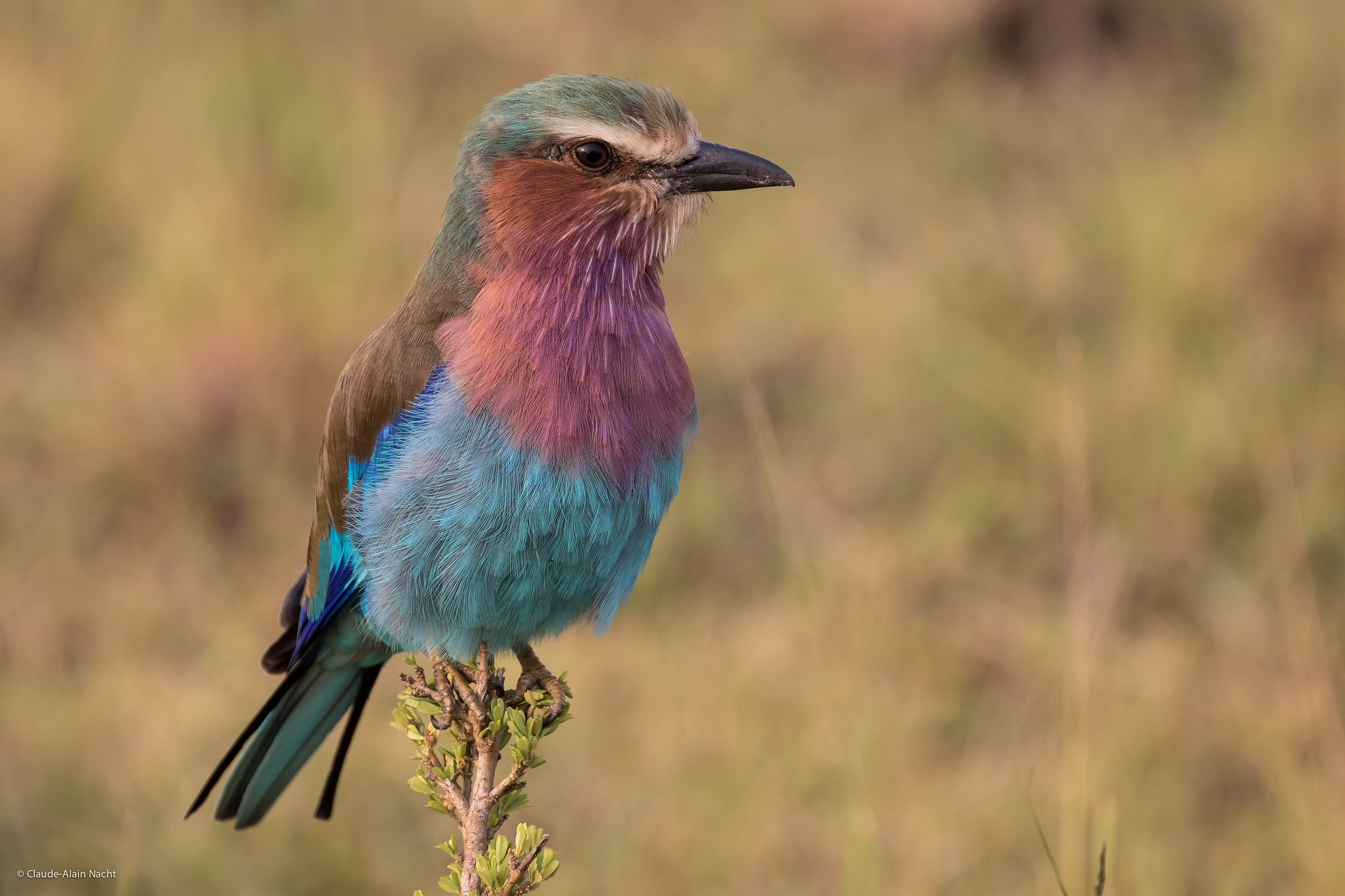 Roller petto Lilla (Coracias caudatus)