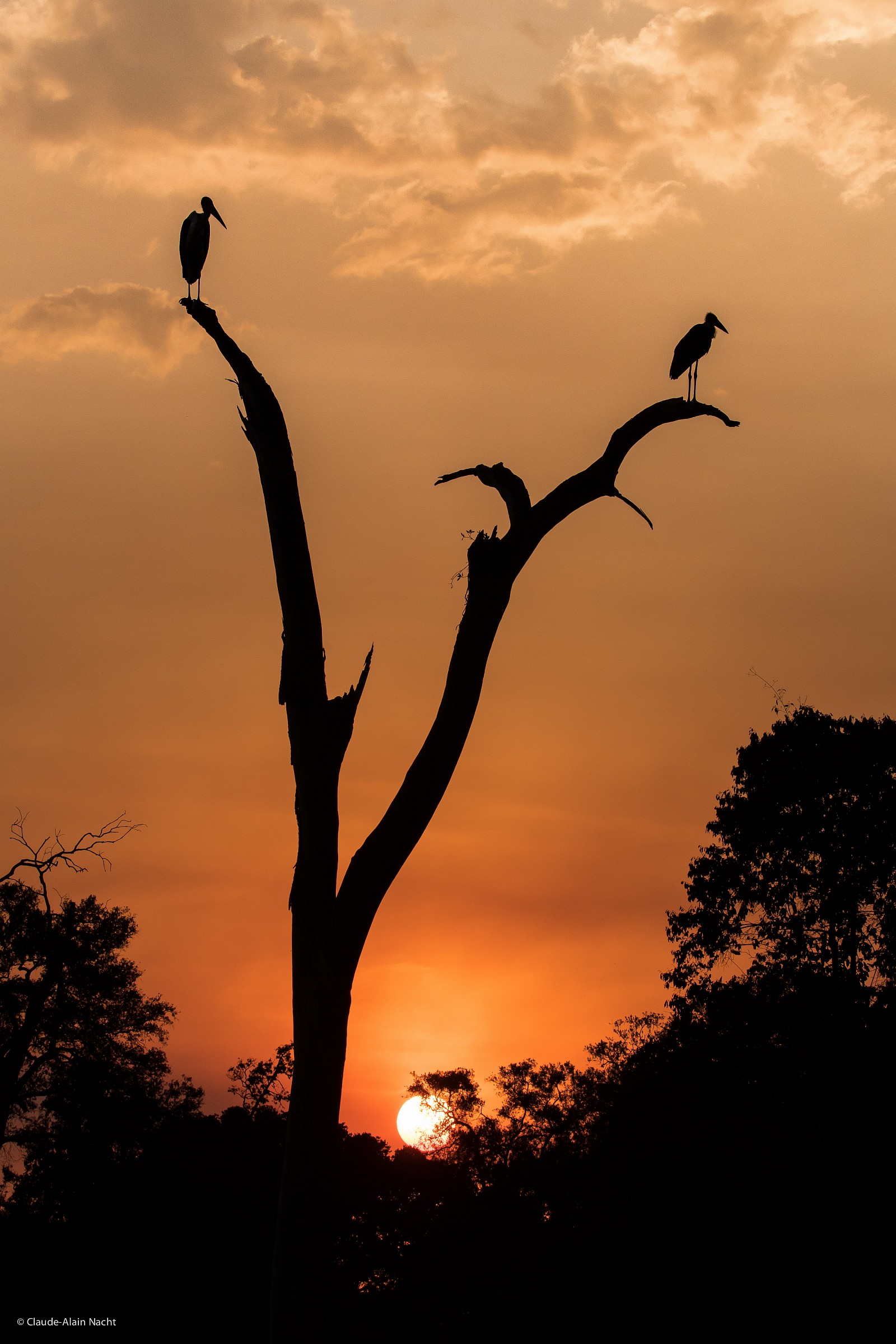 Marabou at sunset