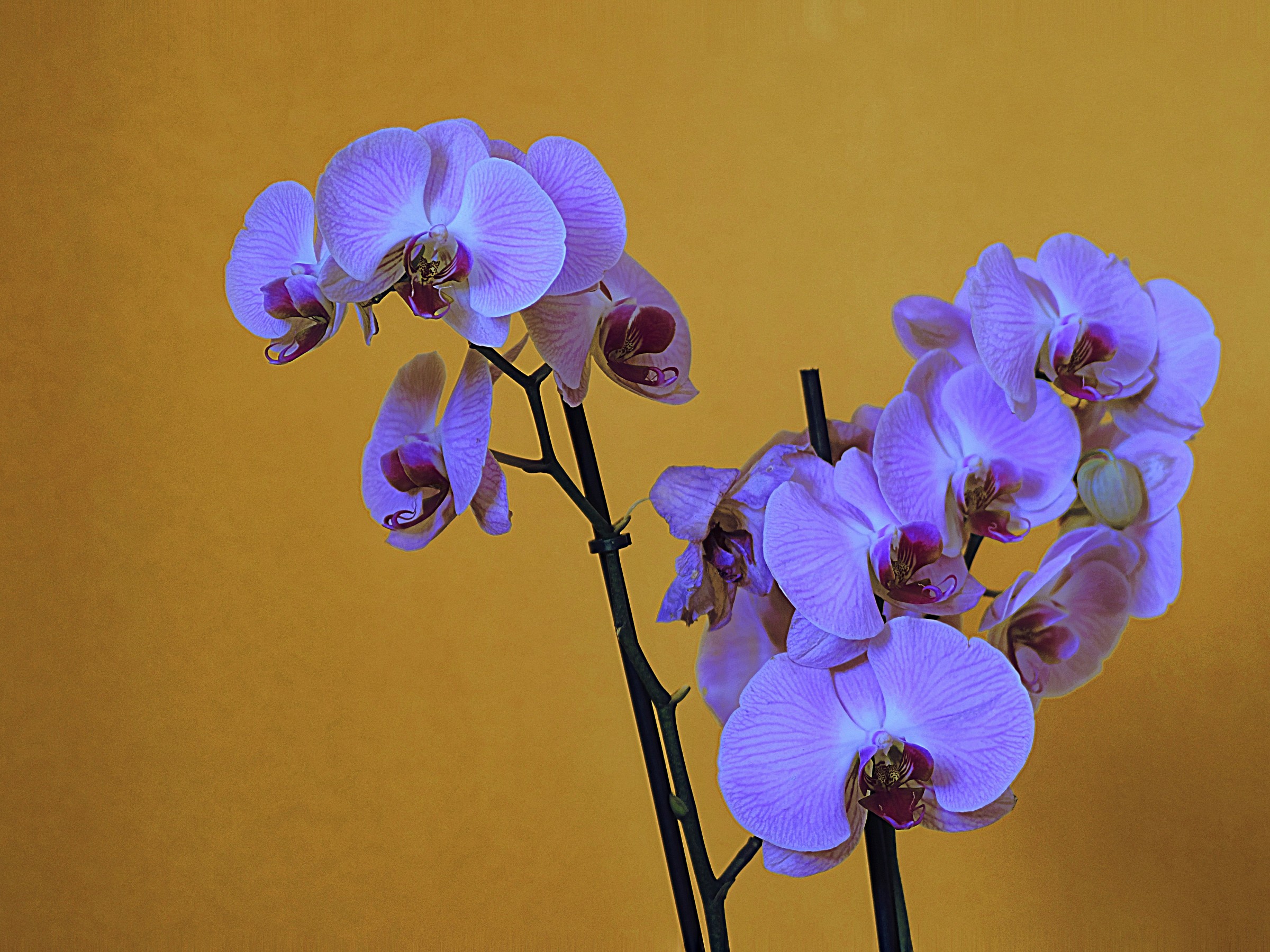Orchidea in fiore