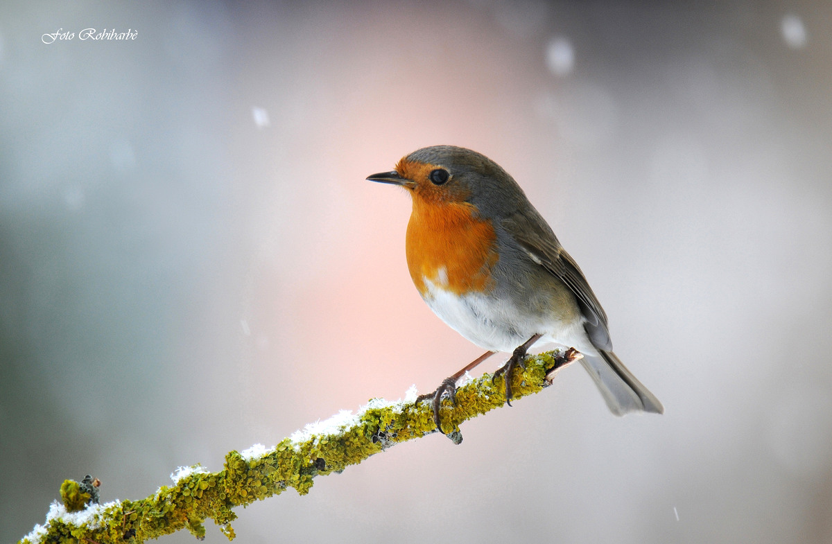 Snowing on Petti ....