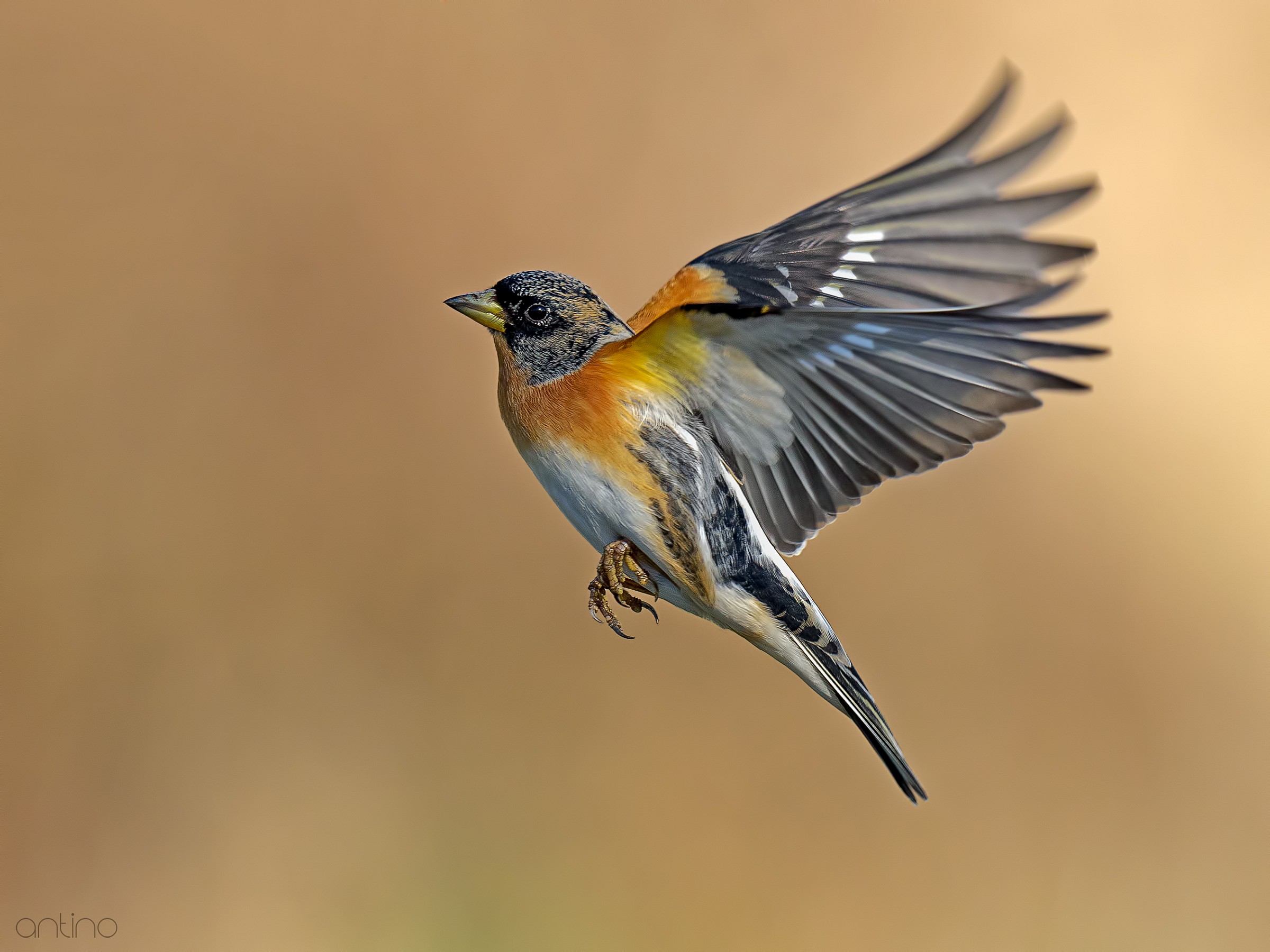 Brambling