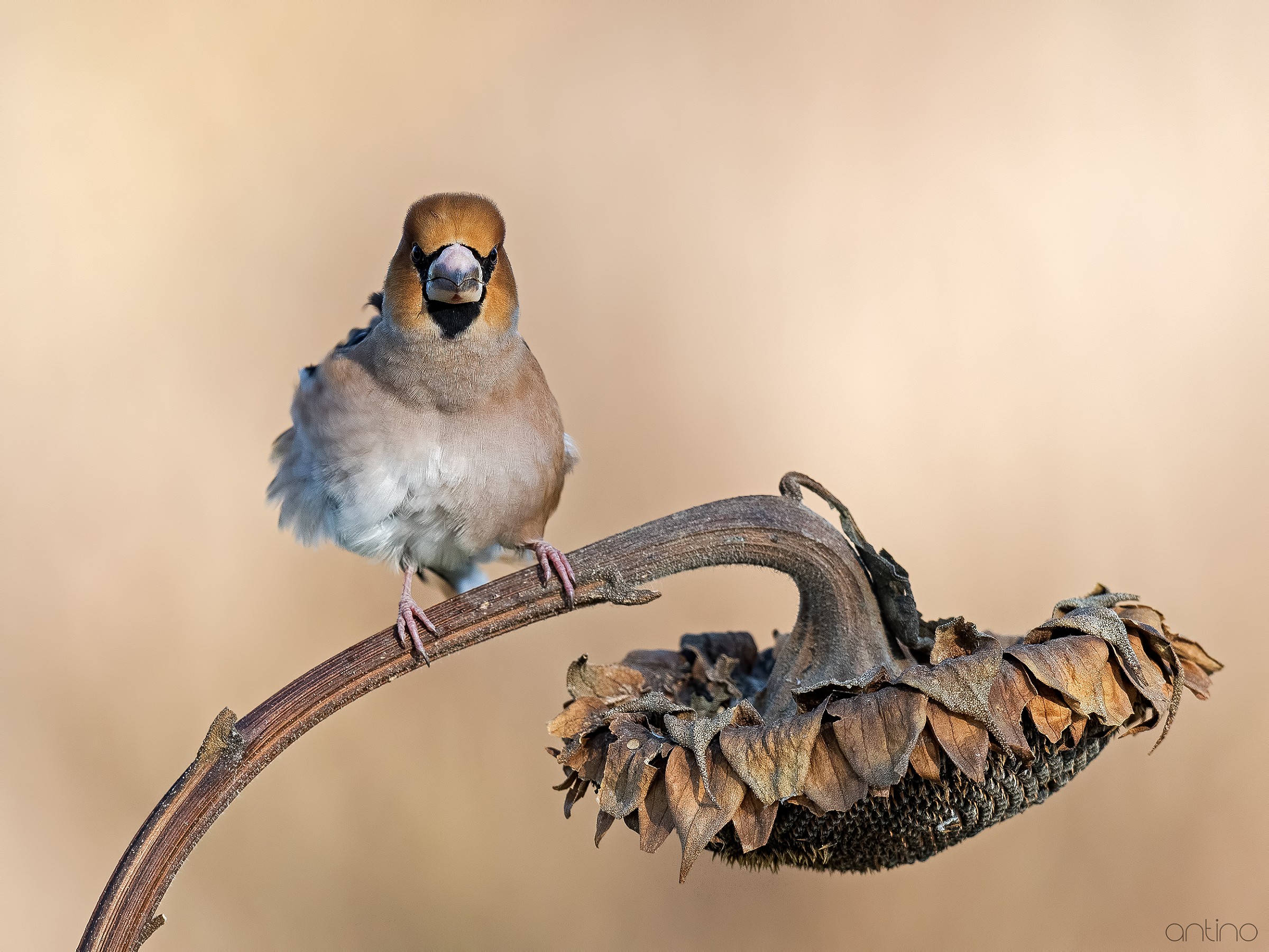 Hawfinch