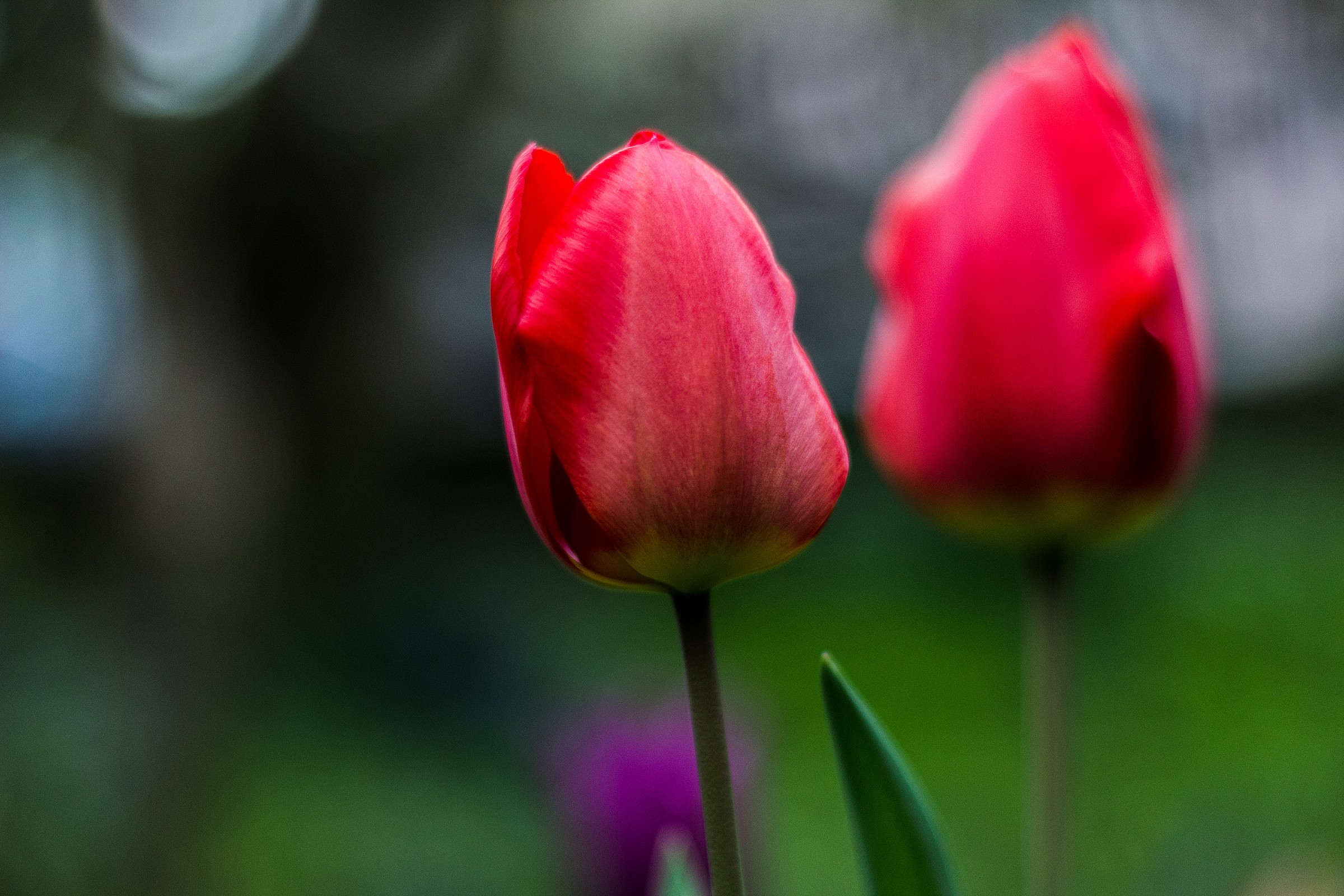 Easter Tulips