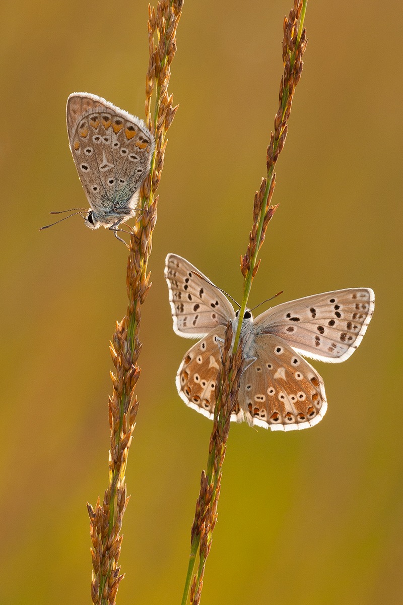 Polyommatus icarus and Polyommatus coridon