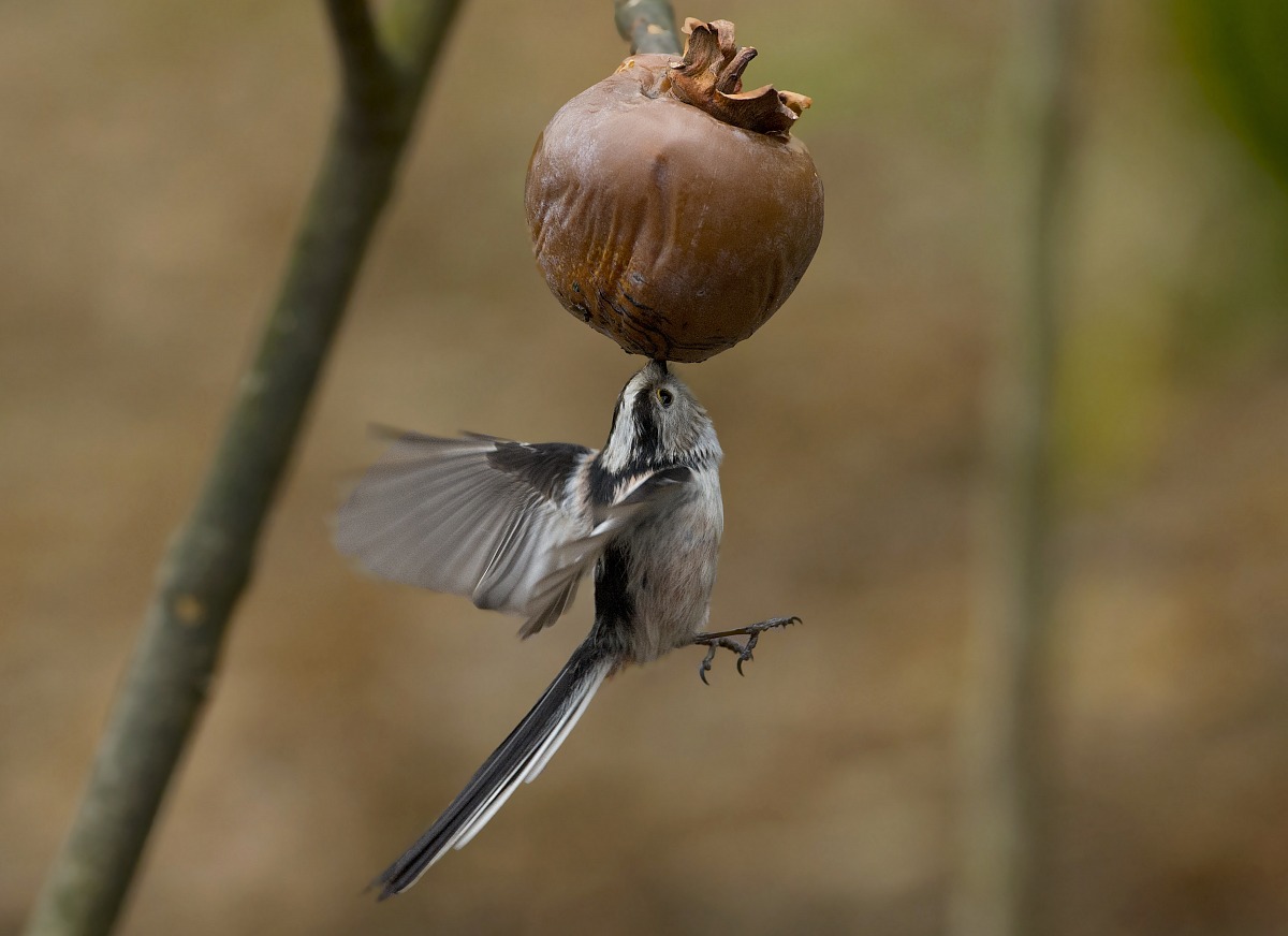 just an exhibitionist