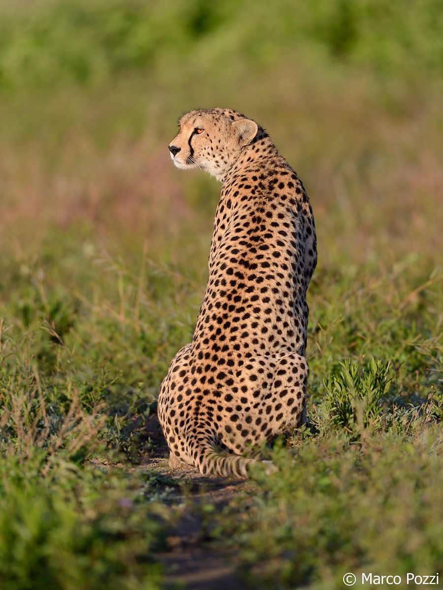 cosa volete stamattina??