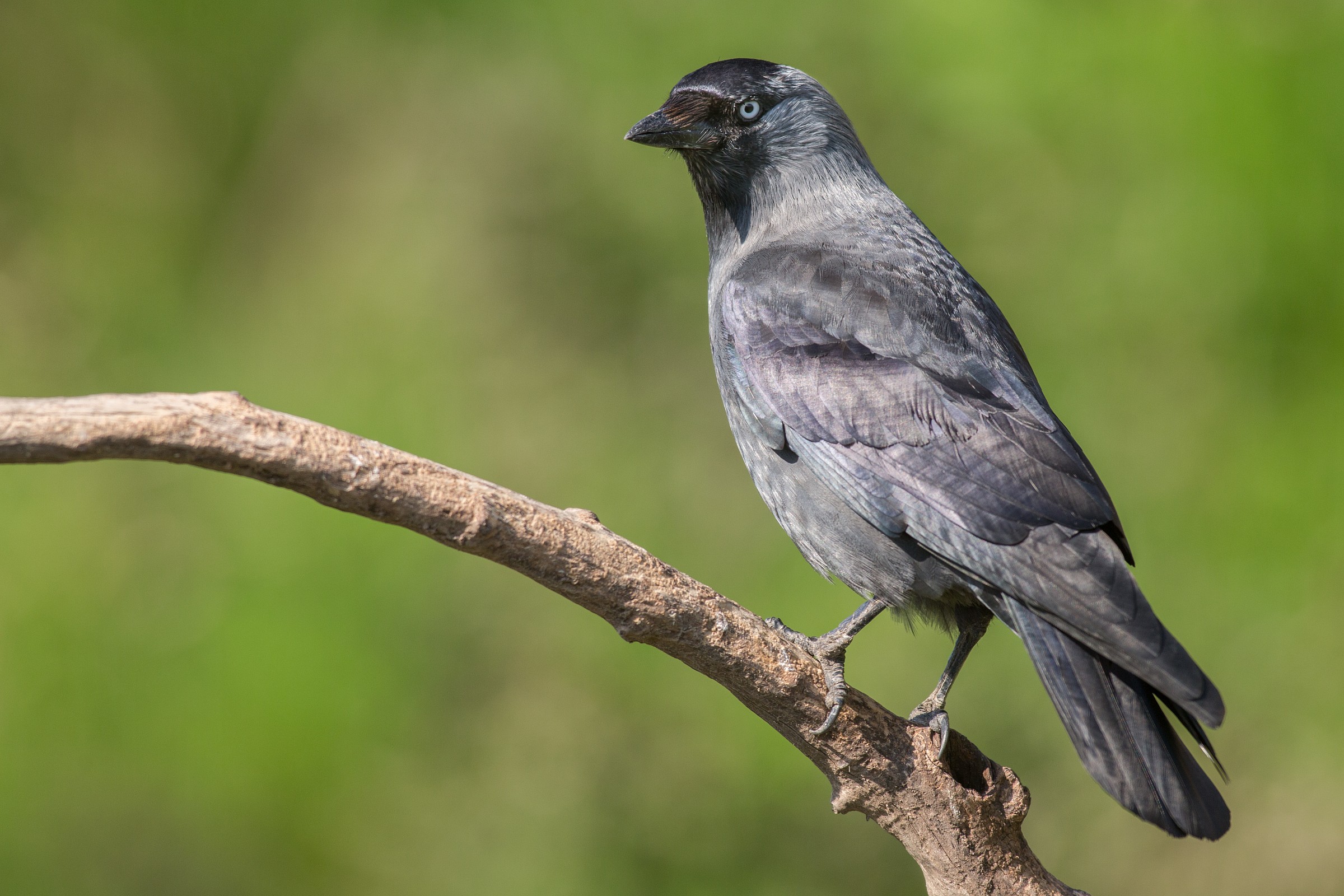 Jackdaw