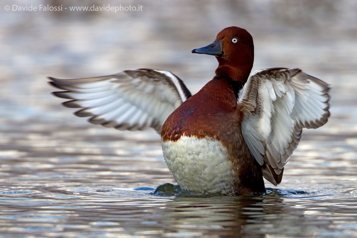 Moretta tabaccata ( Aythya nyroca )