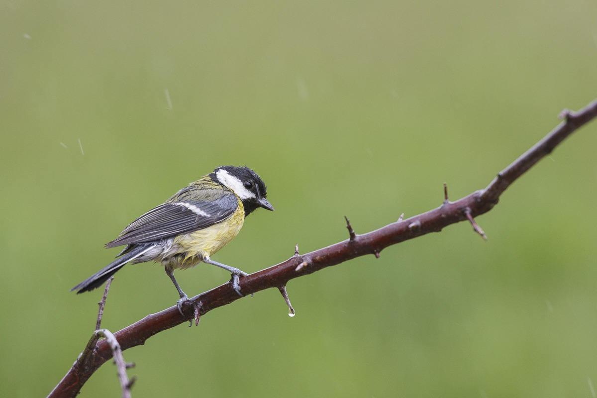 Aspettando la primavera