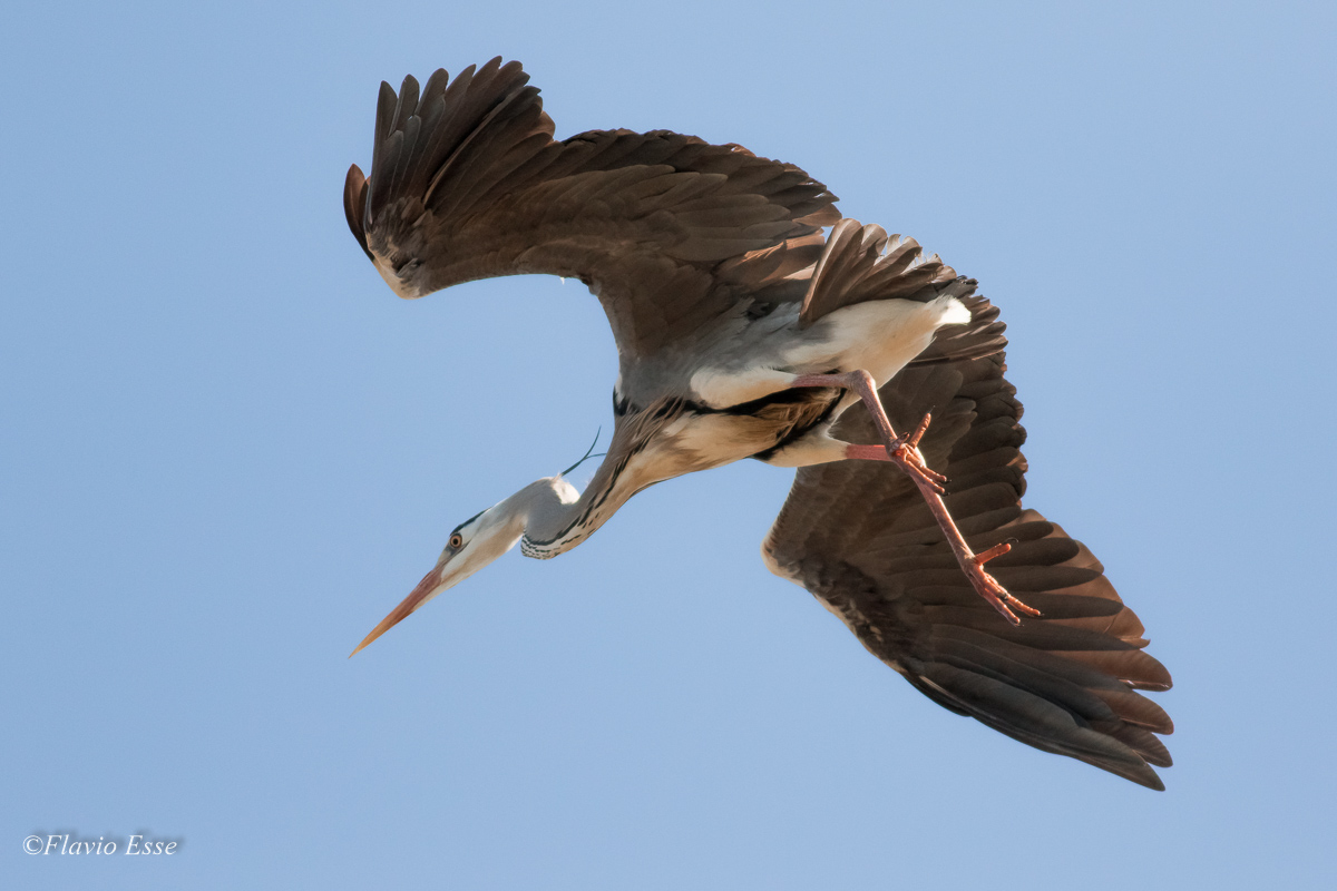 Airone cenerino (in fase di atterragio)