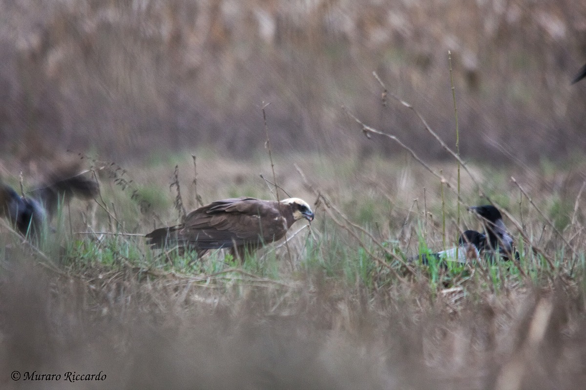 Marsh Harrier (female)
