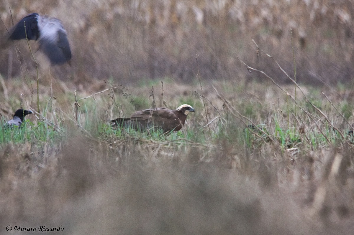 Marsh Harrier (female)