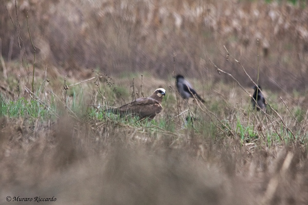 Falco di palude (femmina)