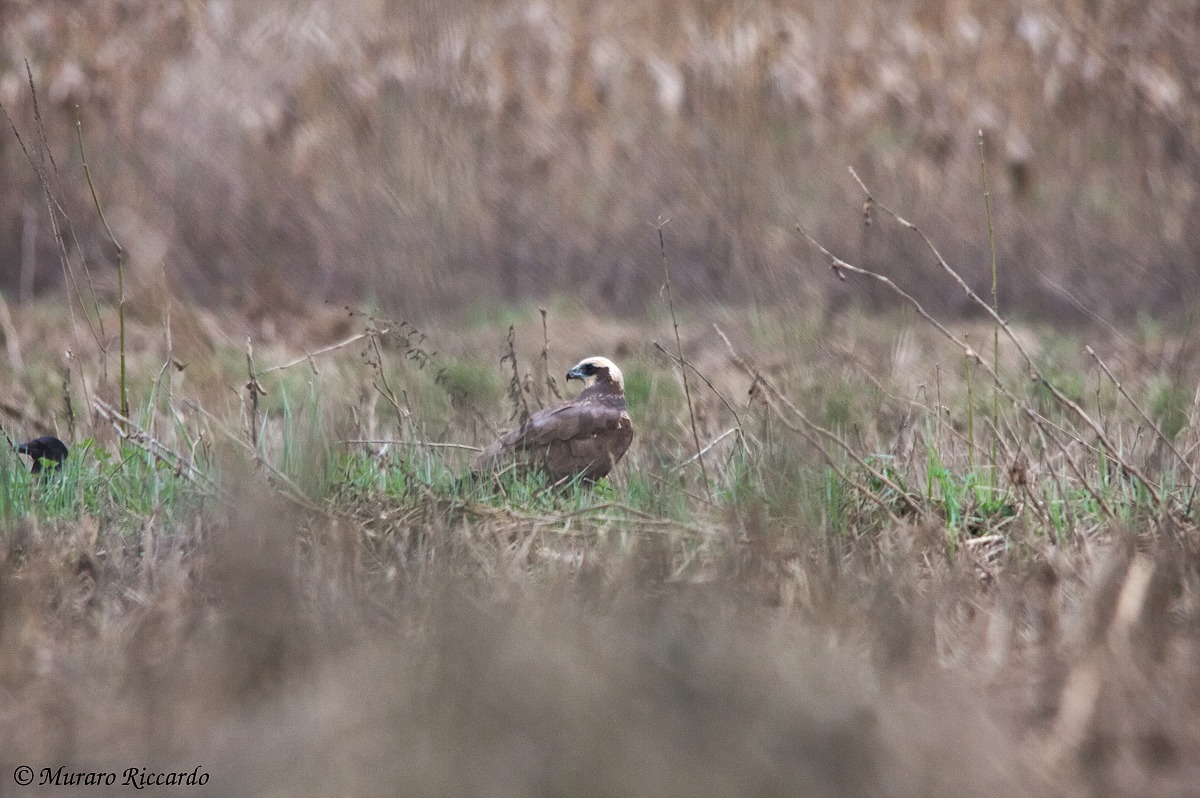 Marsh Harrier (female)