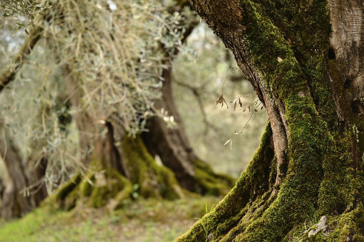 Tra gli ulivi antichi dell'Umbria