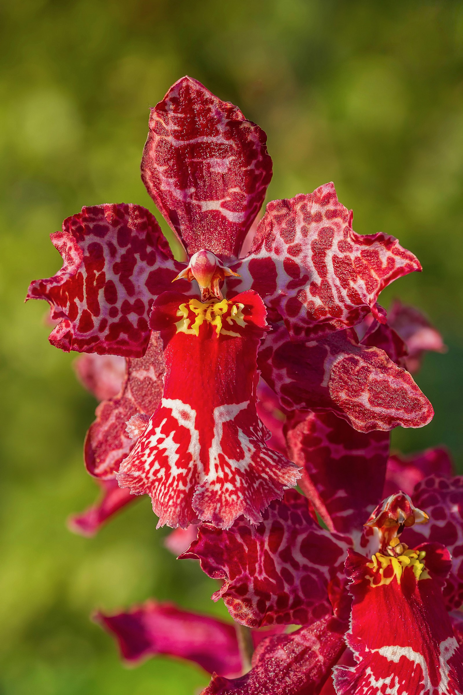 red orchid