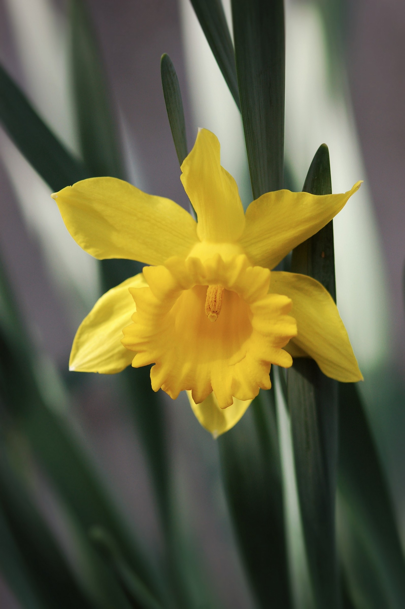 Eccolo, il narciso...
