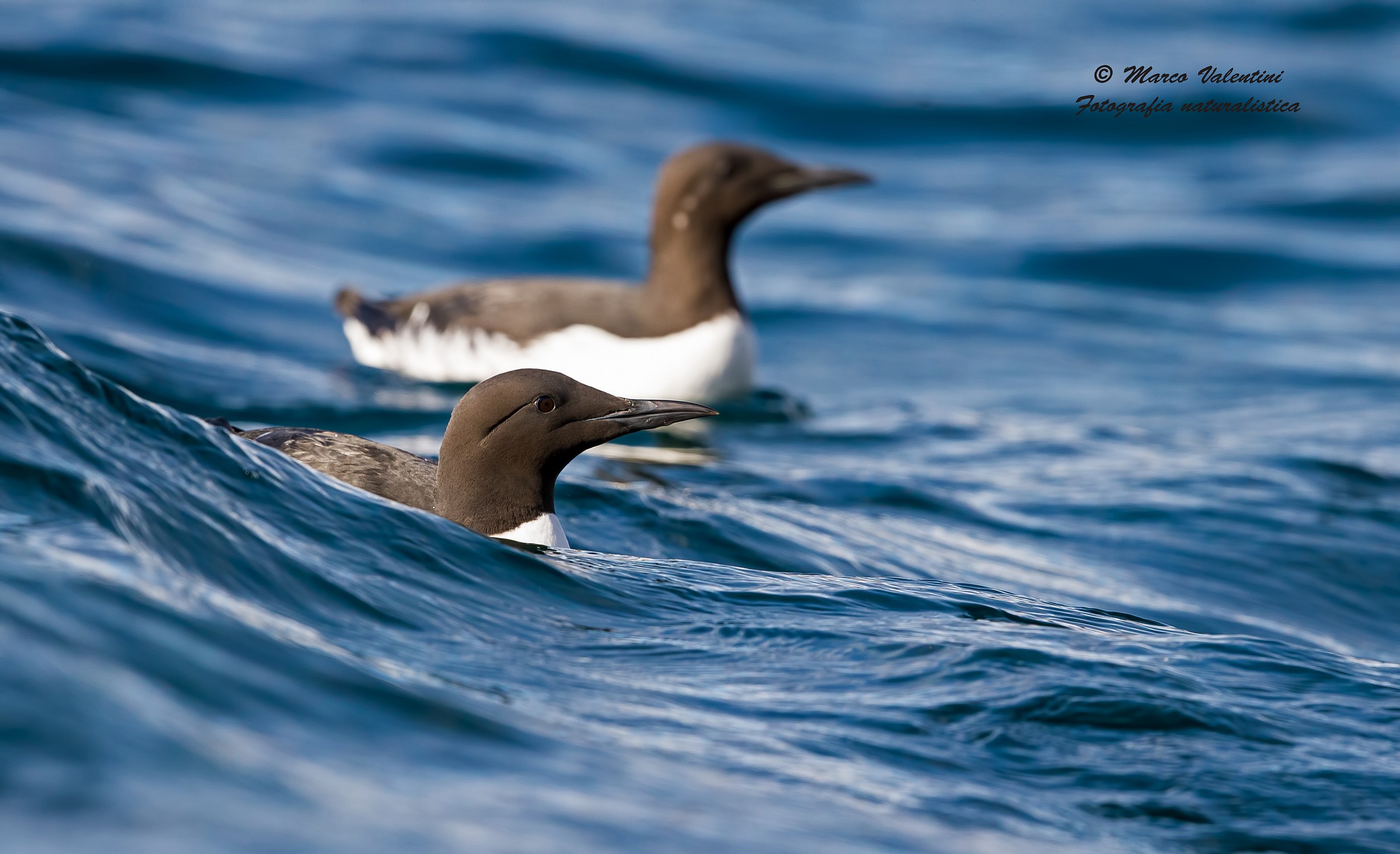 Waves and guillemots