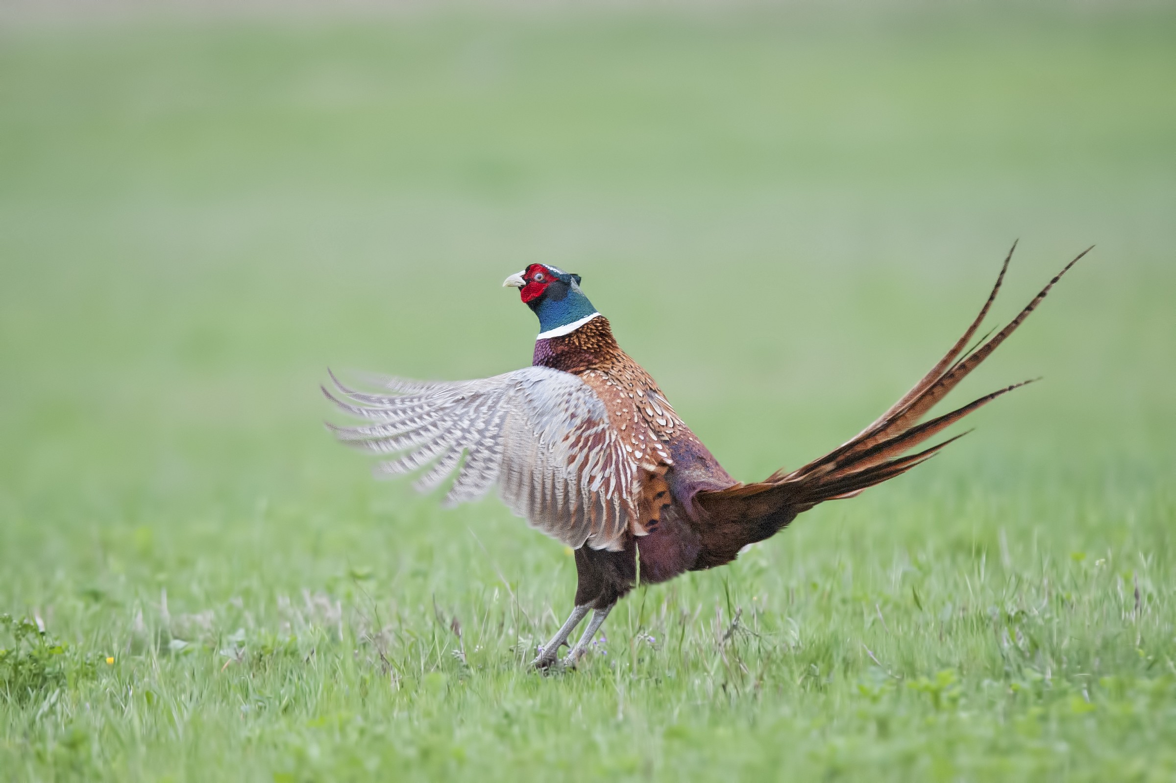 The singing territorial pheasant