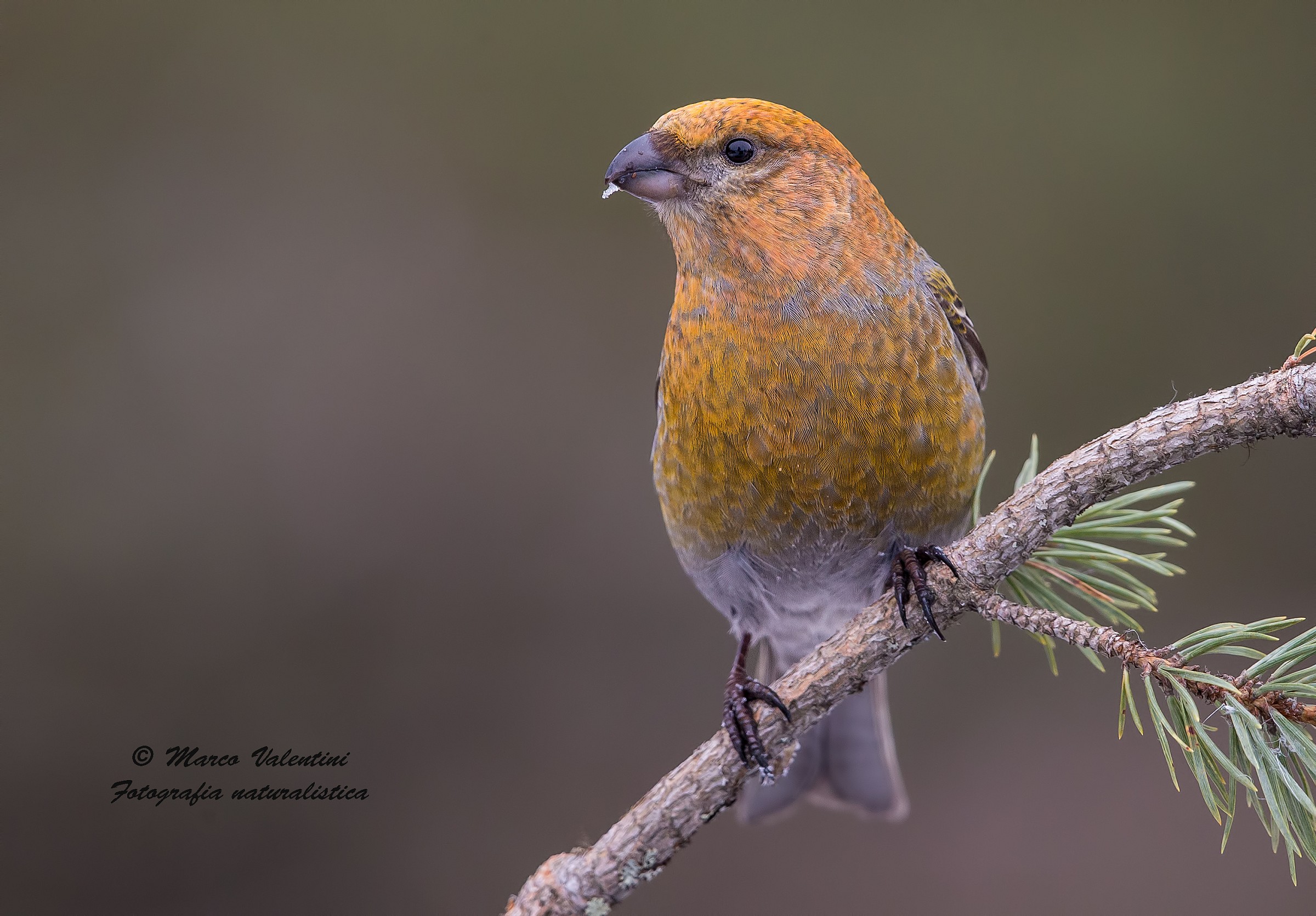 Pine Grosbeak