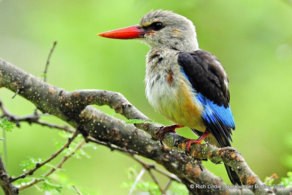 Testa grigia Kingfisher da Rich Lindie