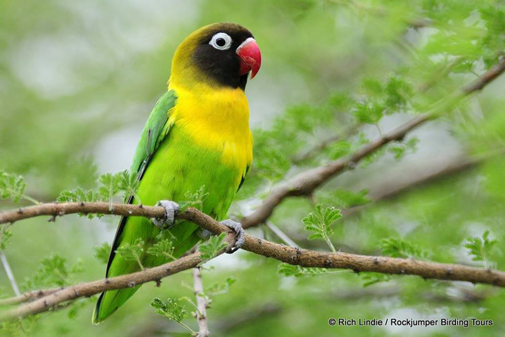 Giallo-Collard Lovebird da Rich Lindie
