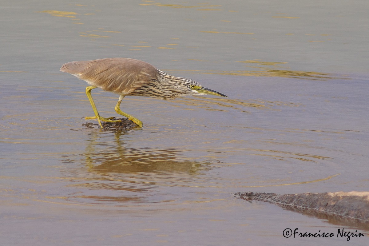 Squacco Heron (Ardeola Ardea)