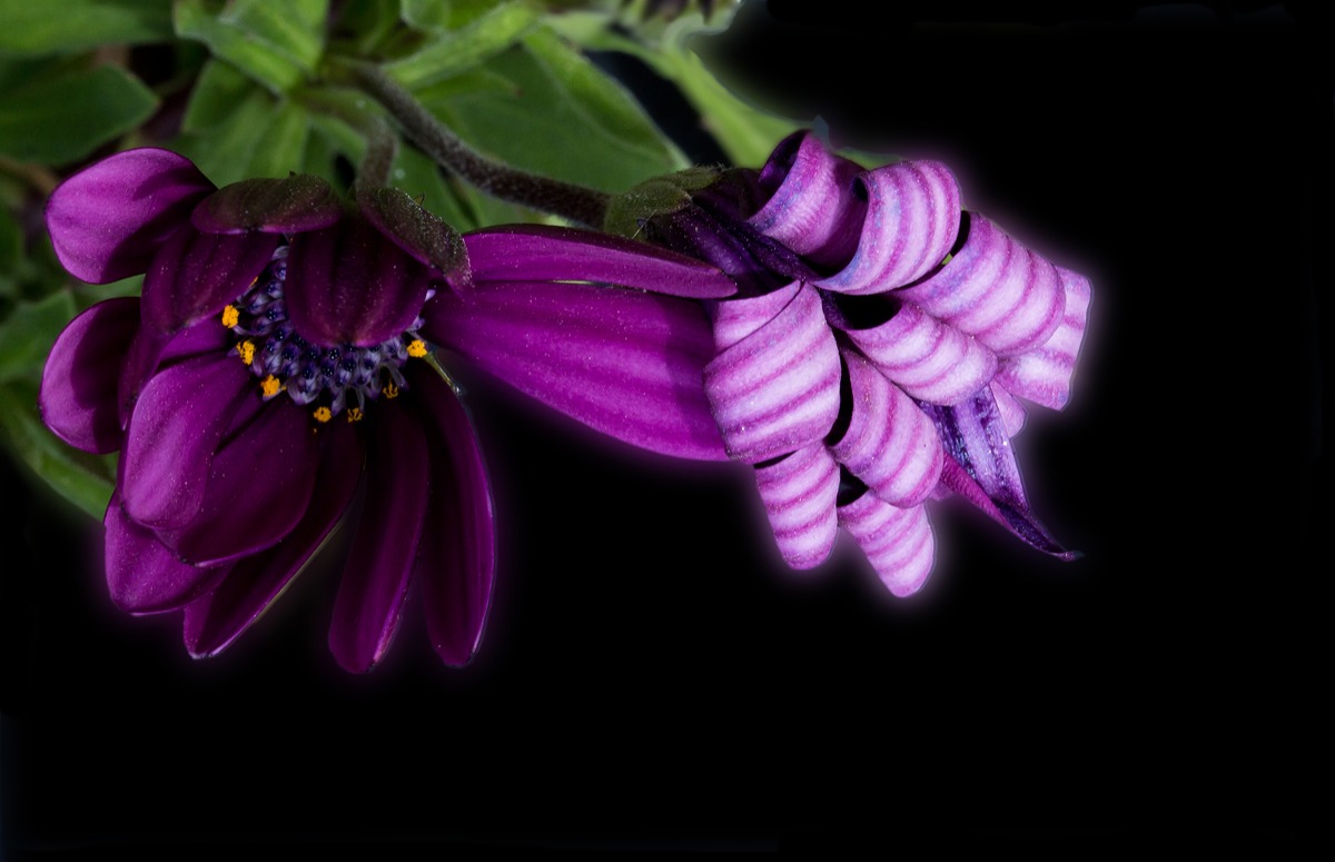 Tienimi per il petalo...