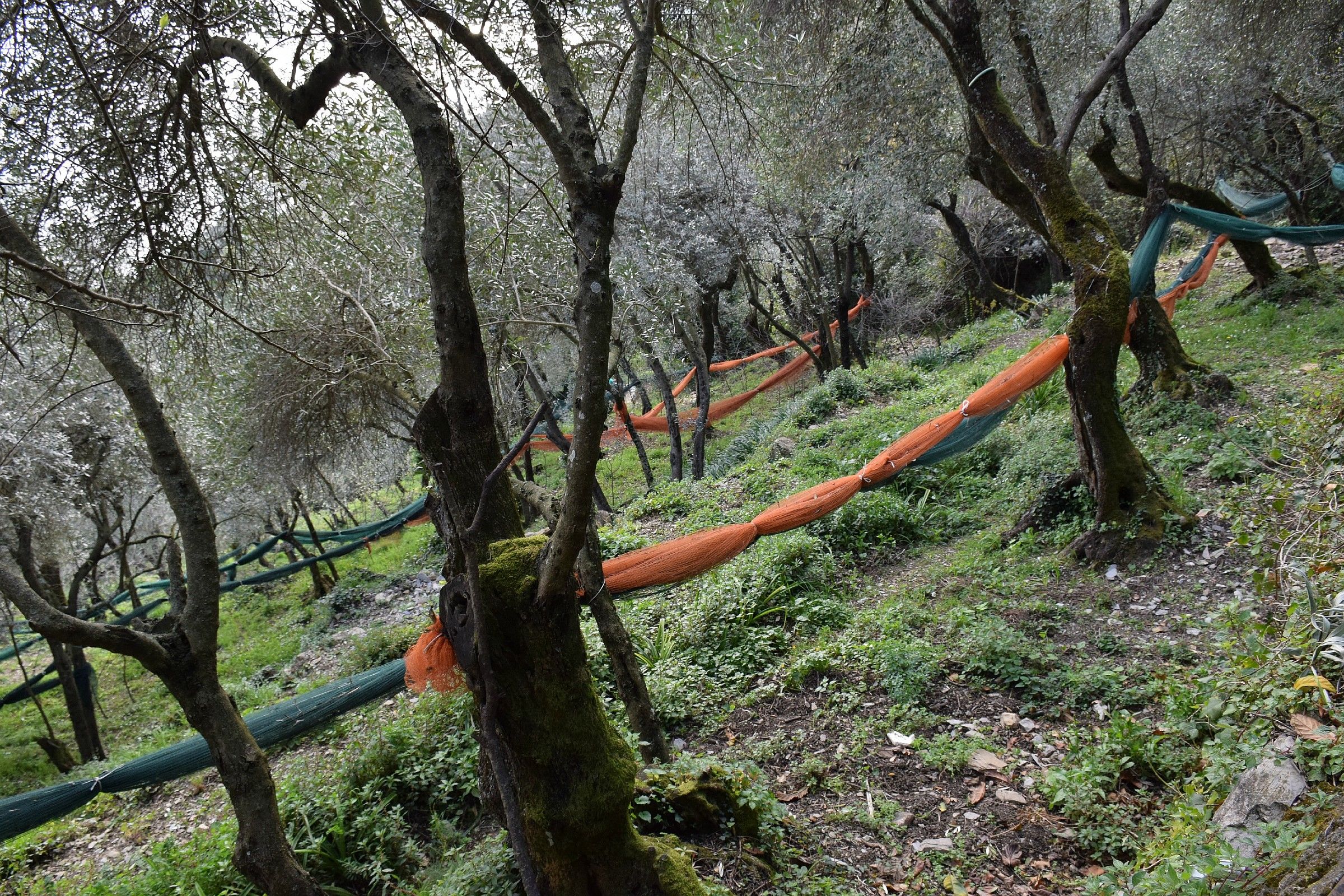 attesa della prossima raccolta