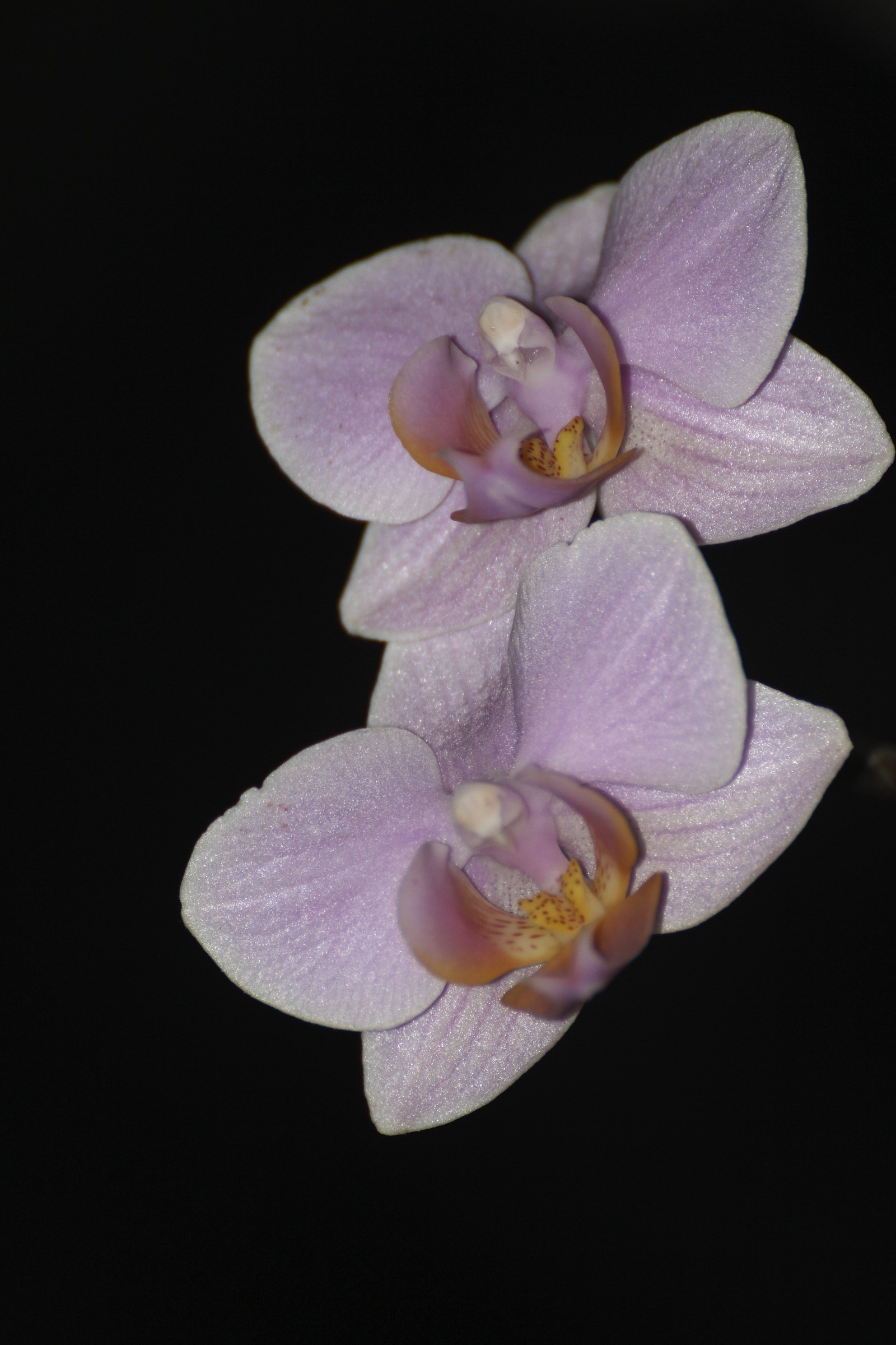 orchidee