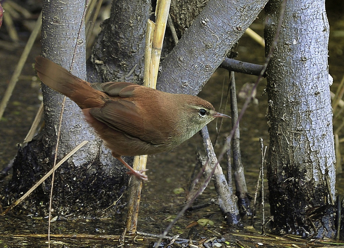 Cetti's warbler