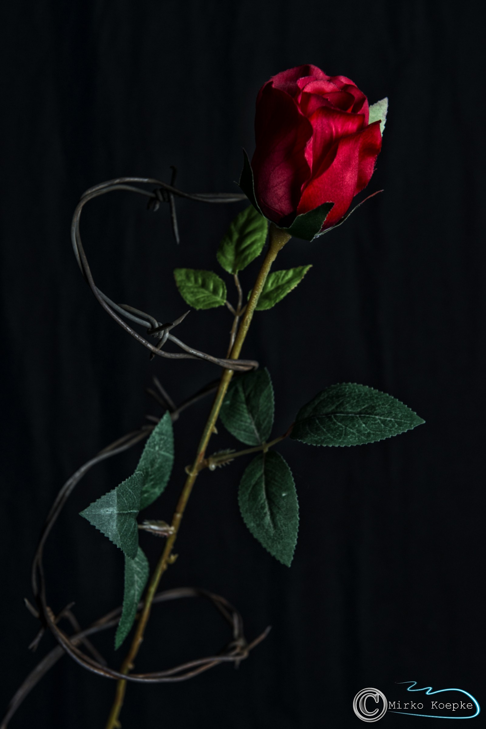 Spine letali, spine pungenti...