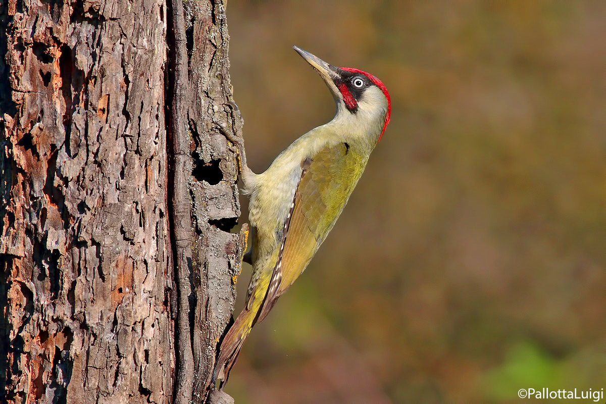Green Woodpecker (Picus viridis)