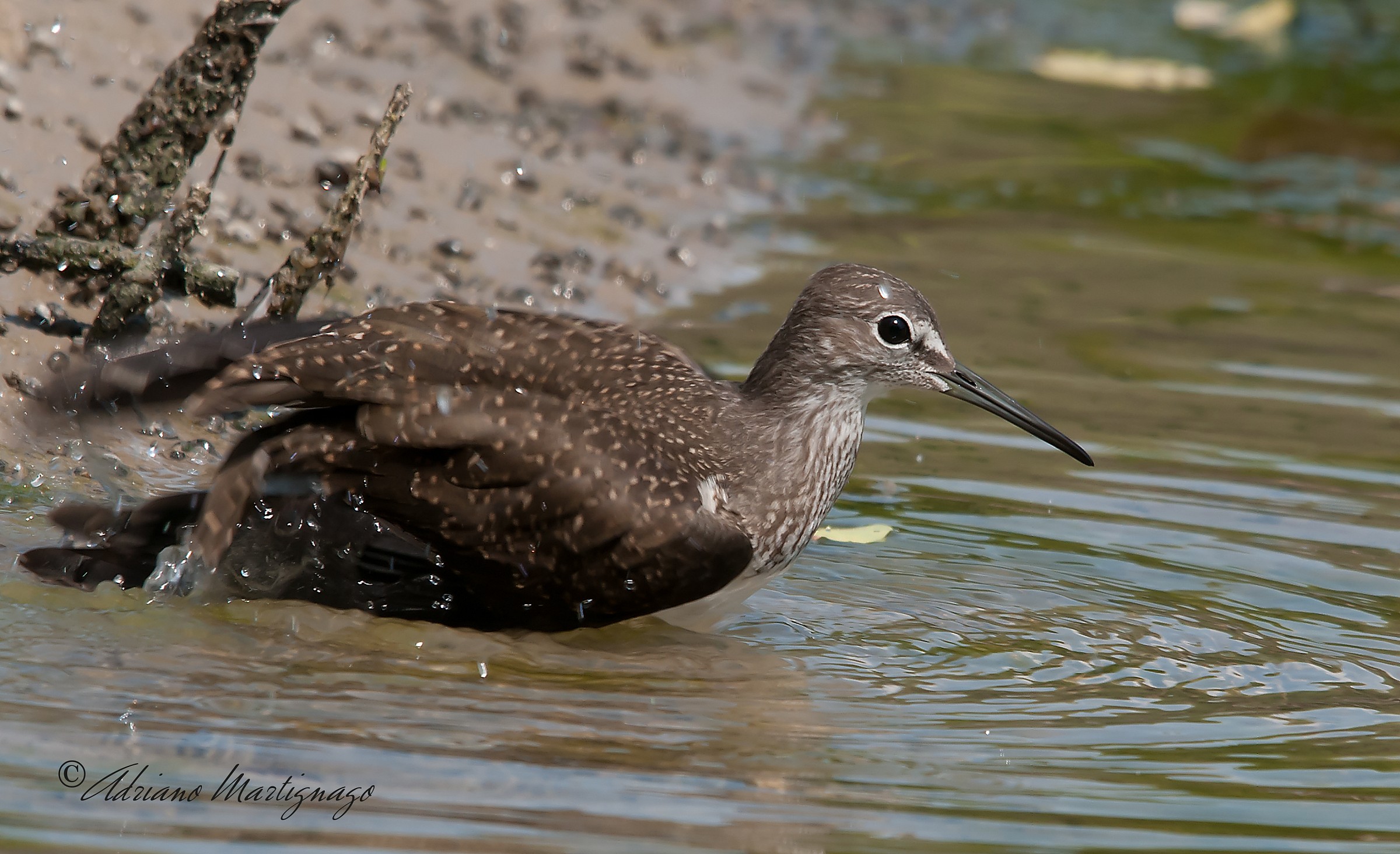 Piro Piro Wheatear - River Piave