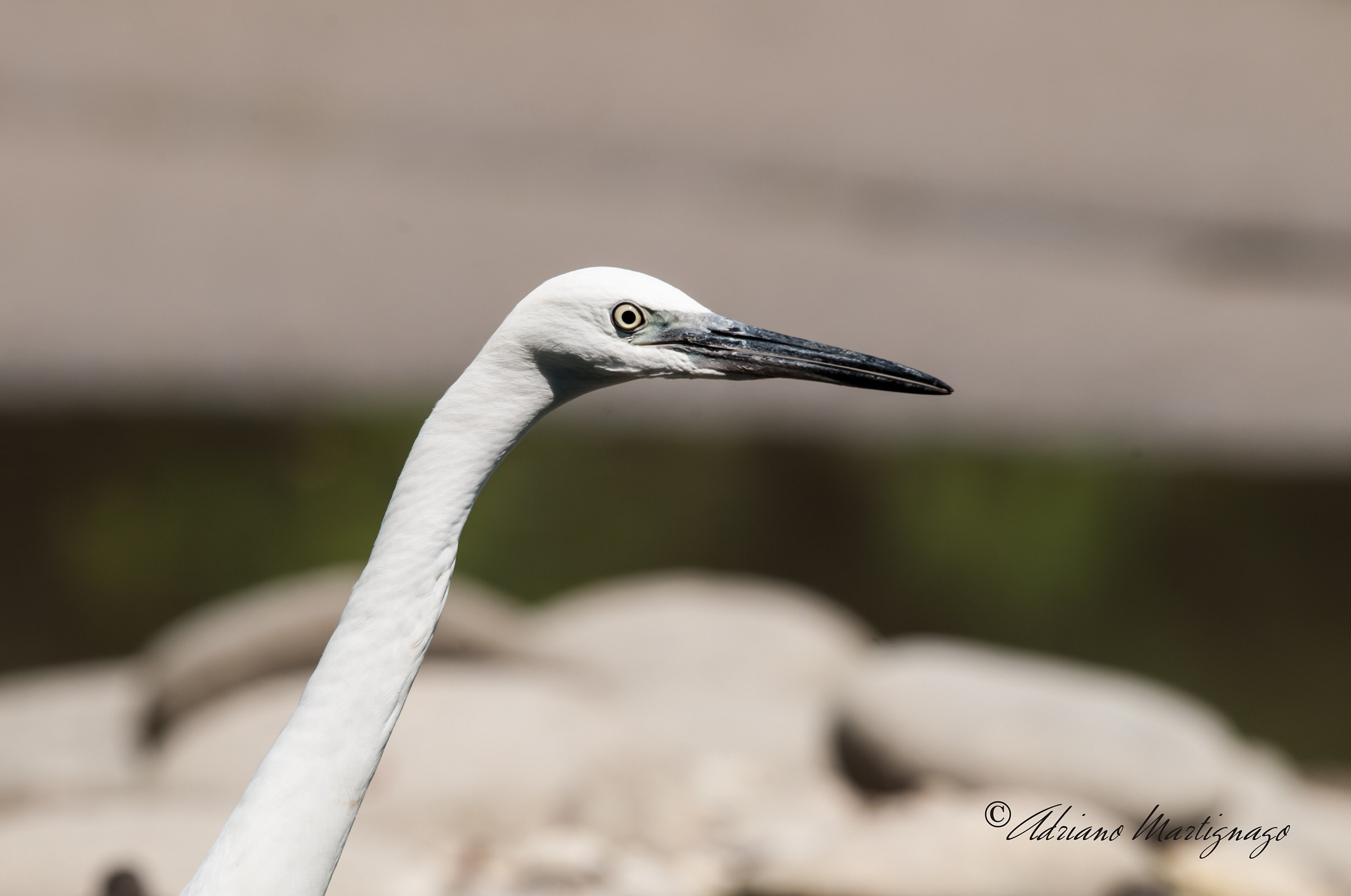 White Heron