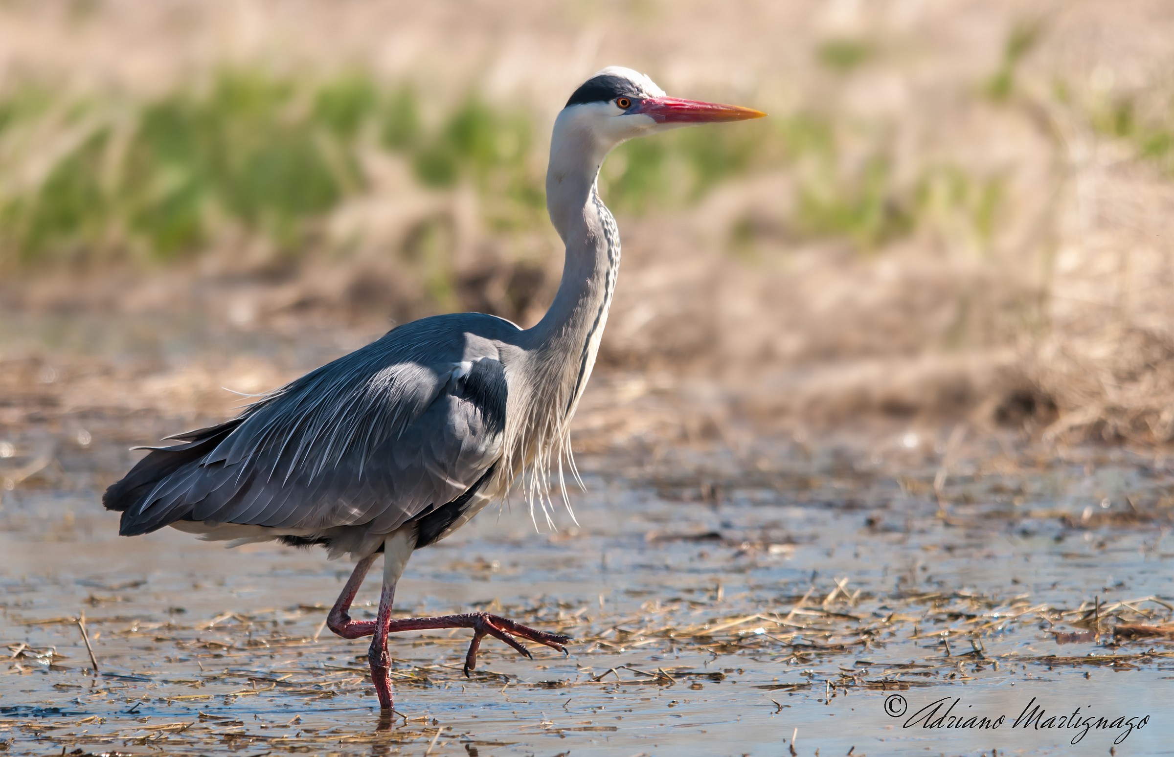 Grey Heron