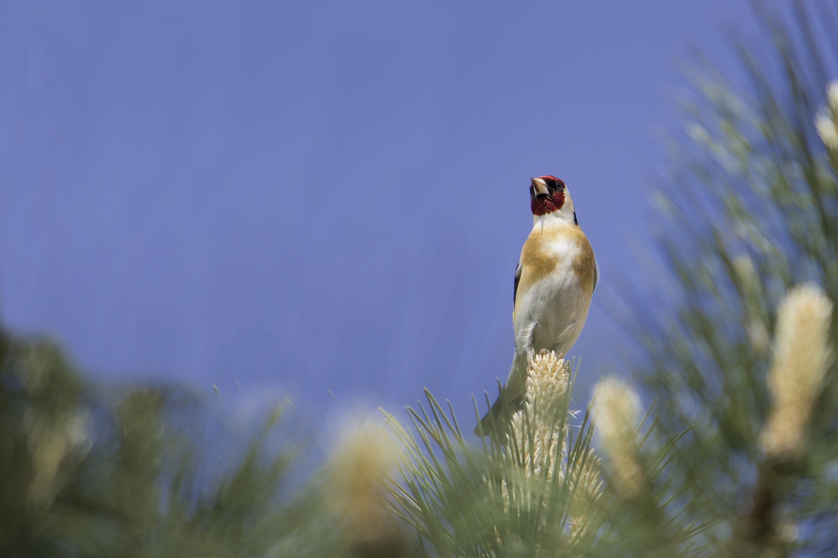 Goldfinch