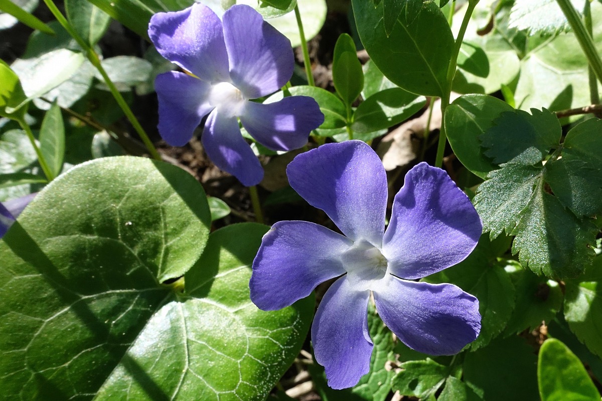 Pervinca