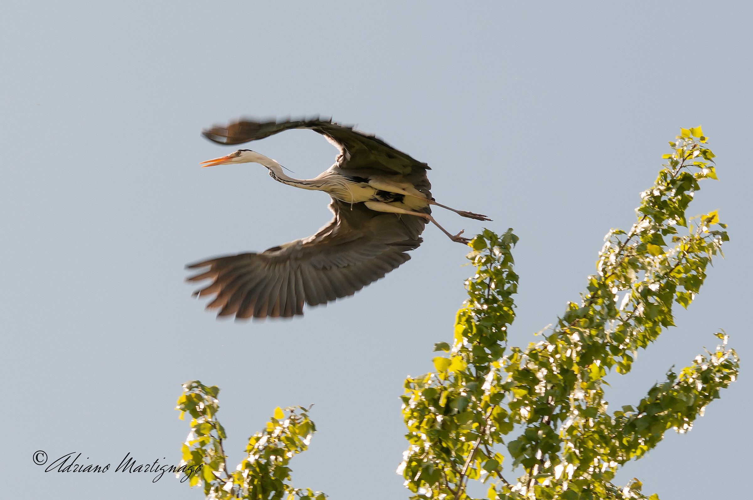 Grey Heron